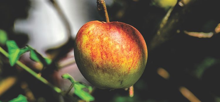 Lexikon der Heilkräuter: Apfel