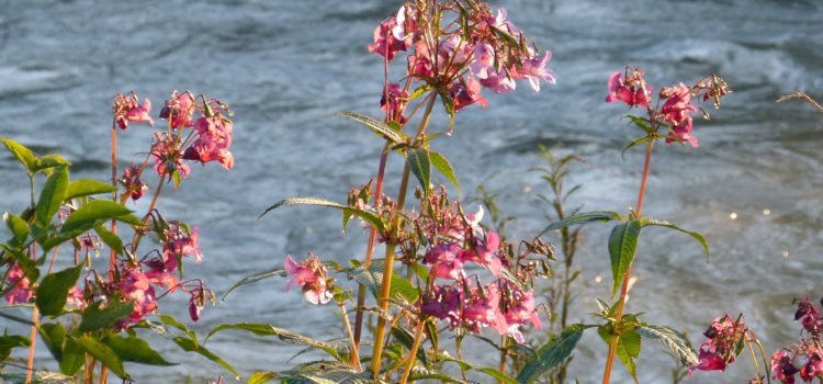 Lexikon der Heilkräuter: Indisches Springkraut