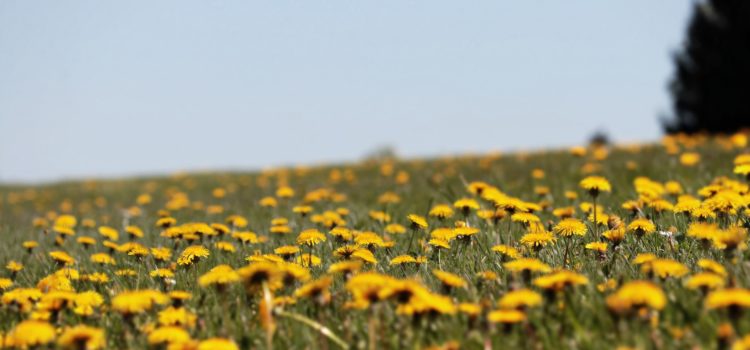 Lexikon der Heilkräuter: Löwenzahn