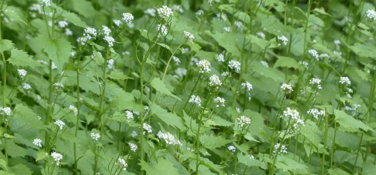 Lexikon der Heilkräuter: Knoblauchrauke