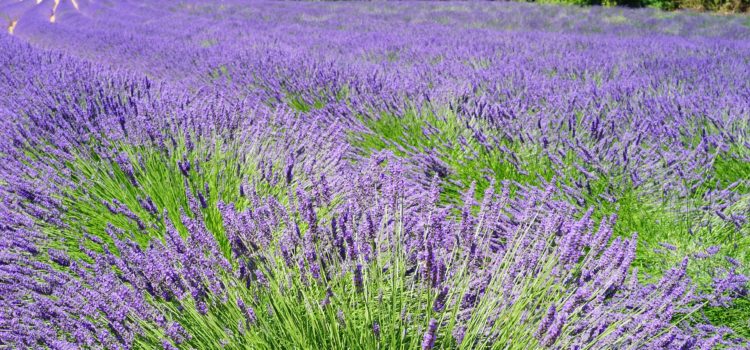 Lexikon der Heilkräuter: Lavendel