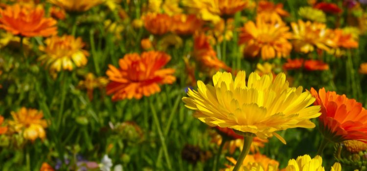 Lexikon der Heilkräuter: Ringelblume
