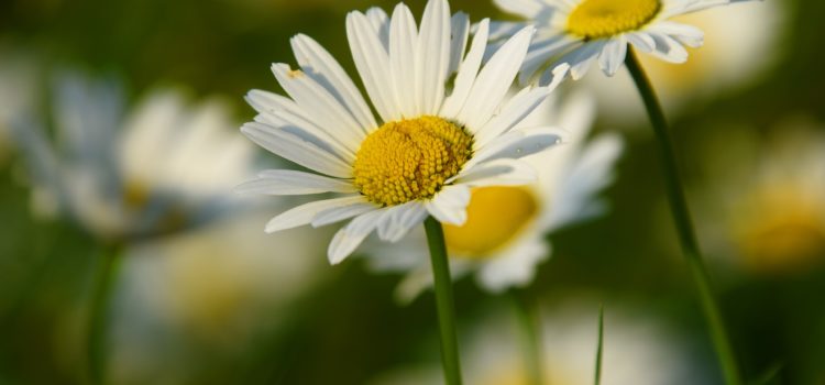 Lexikon der Heilkräuter: Gänseblümchen