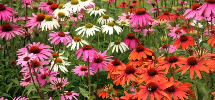 Lexikon der Heilkräuter: Echinacea
