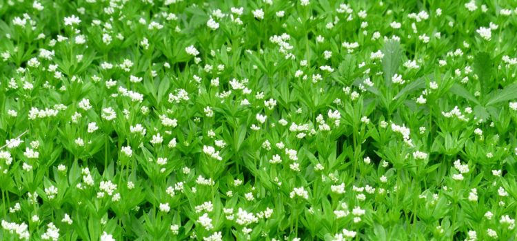 Lexikon der Heilkräuter: Waldmeister