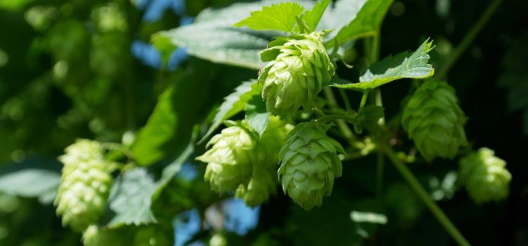 Geschützt: Schnitzeljagd Hopfen