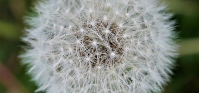 Pflanzen, die deine Mitte stärken Pflanzen, die deine Mitte stärken